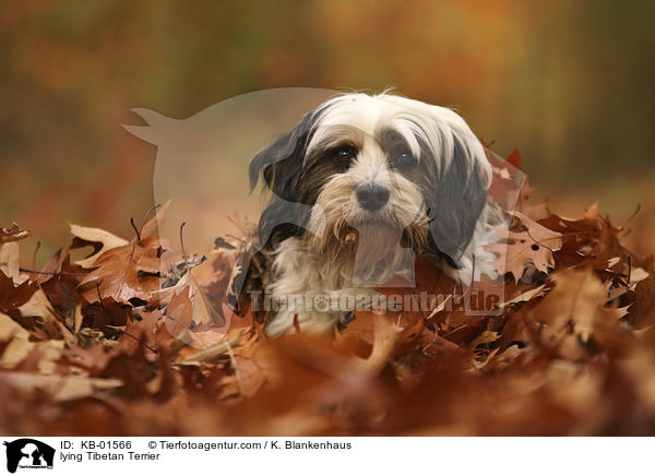 liegender Tibet Terrier / lying Tibetan Terrier / KB-01566