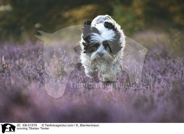 rennender Tibet Terrier / running Tibetan Terrier / KB-01579