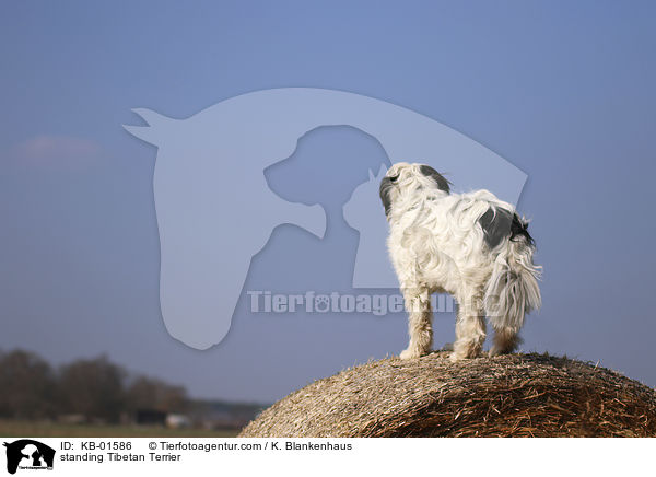 stehender Tibet Terrier / standing Tibetan Terrier / KB-01586