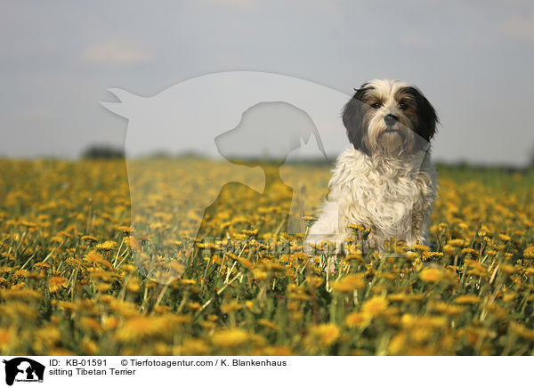 sitzender Tibet Terrier / sitting Tibetan Terrier / KB-01591