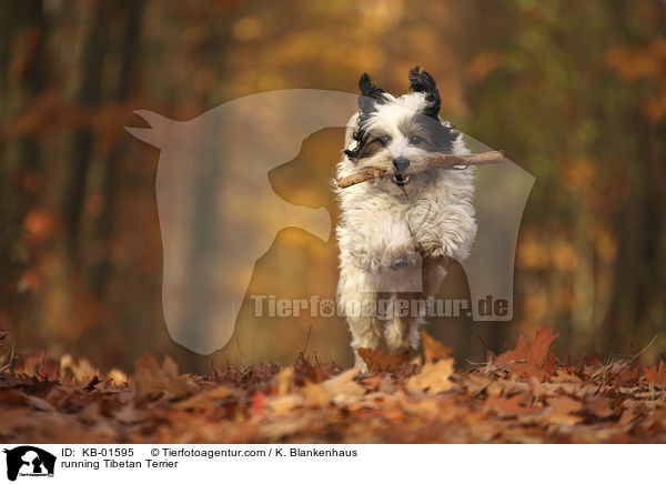 rennender Tibet Terrier / running Tibetan Terrier / KB-01595