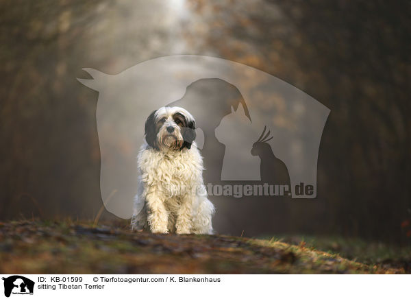 sitzender Tibet Terrier / sitting Tibetan Terrier / KB-01599