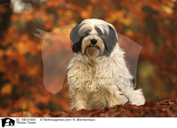 Tibet Terrier / Tibetan Terrier / KB-01600