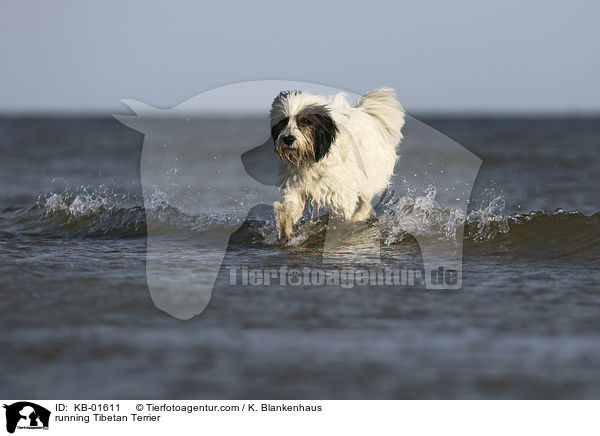 rennender Tibet Terrier / running Tibetan Terrier / KB-01611