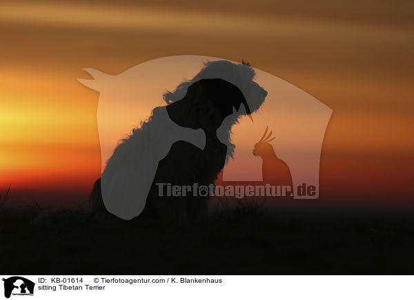 sitzender Tibet Terrier / sitting Tibetan Terrier / KB-01614