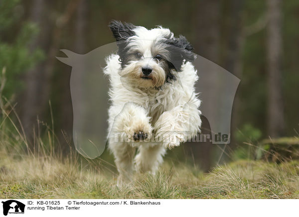 rennender Tibet Terrier / running Tibetan Terrier / KB-01625
