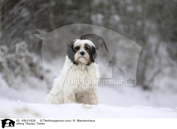 sitzender Tibet Terrier / sitting Tibetan Terrier / KB-01628