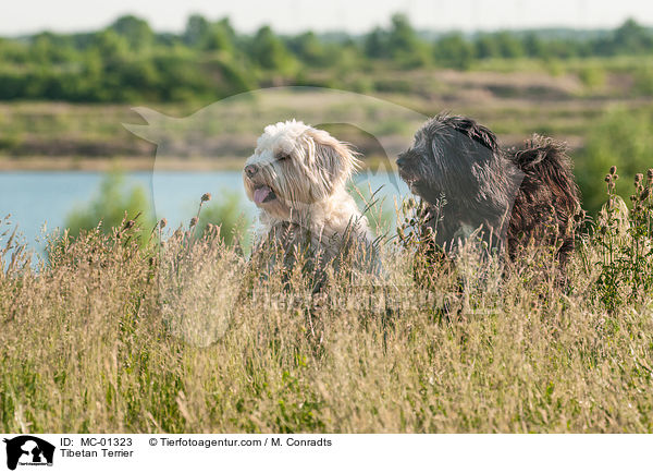 Tibet Terrier / Tibetan Terrier / MC-01323