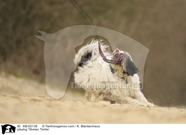spielender Tibet Terrier / playing Tibetan Terrier / KB-02139
