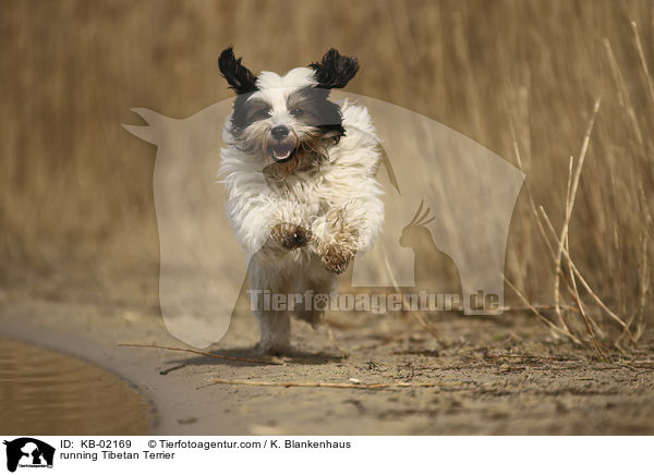 rennender Tibet Terrier / running Tibetan Terrier / KB-02169