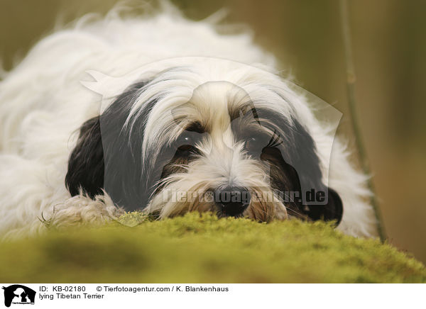 liegender Tibet Terrier / lying Tibetan Terrier / KB-02180