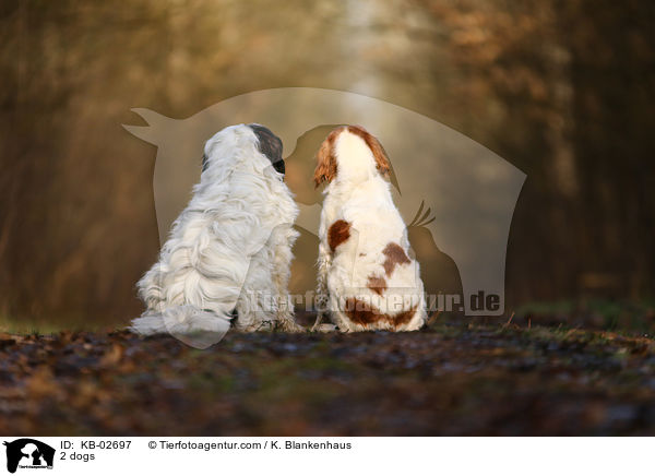 2 Hunde / 2 dogs / KB-02697