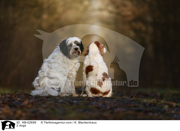 2 Hunde / 2 dogs / KB-02699