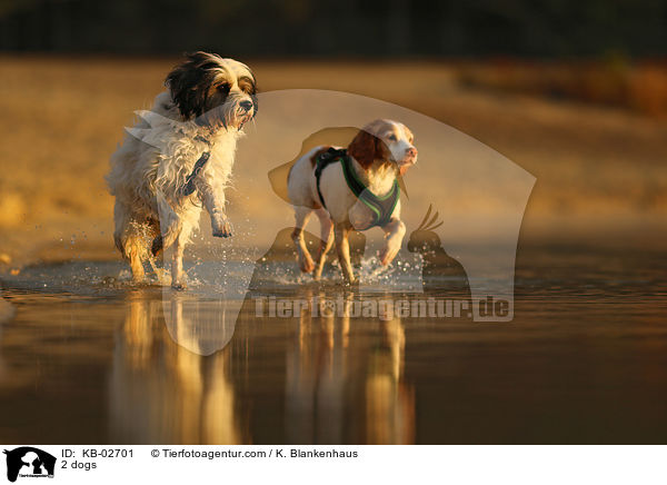 2 Hunde / 2 dogs / KB-02701