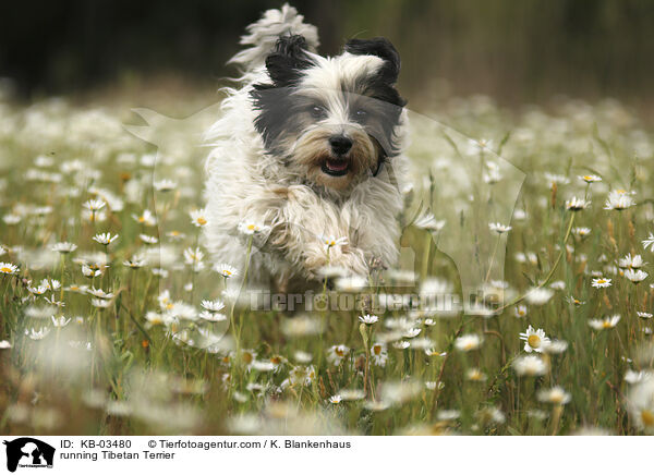 rennender Tibet-Terrier / running Tibetan Terrier / KB-03480