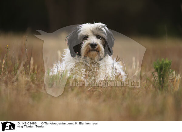 liegender Tibet-Terrier / lying Tibetan Terrier / KB-03486