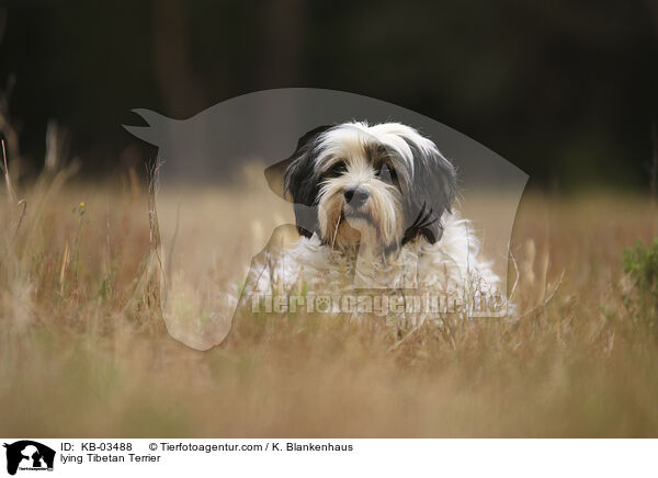 liegender Tibet-Terrier / lying Tibetan Terrier / KB-03488
