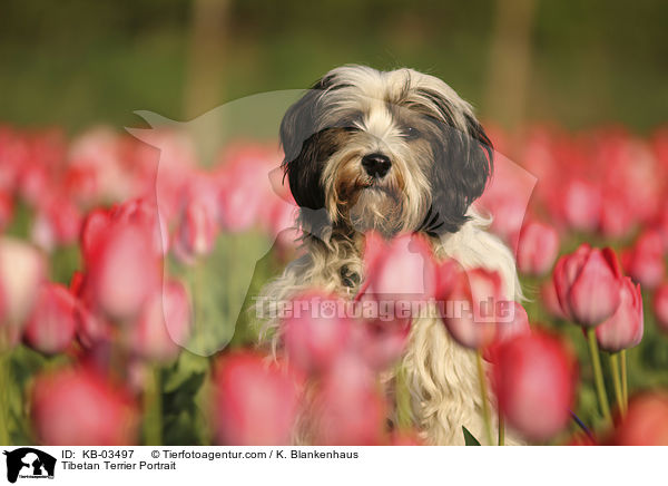 Tibet-Terrier Portrait / Tibetan Terrier Portrait / KB-03497