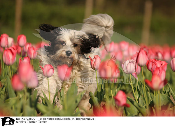 rennender Tibet-Terrier / running Tibetan Terrier / KB-03500