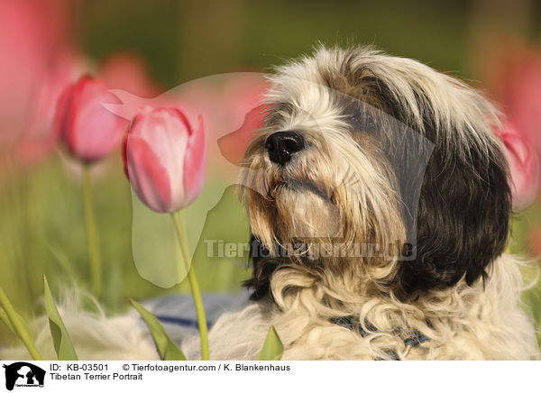 Tibet-Terrier Portrait / Tibetan Terrier Portrait / KB-03501