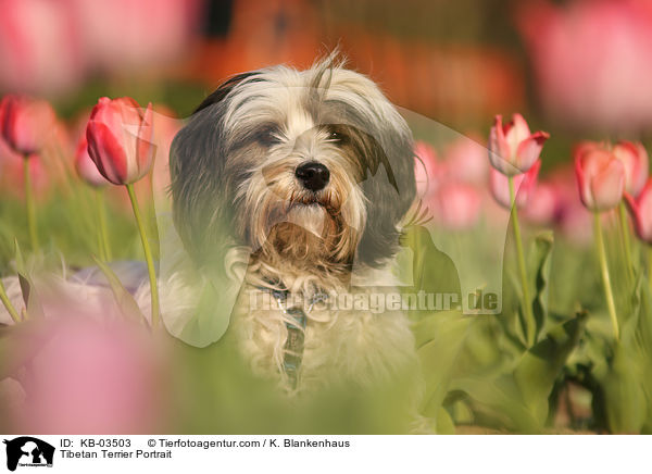Tibet-Terrier Portrait / Tibetan Terrier Portrait / KB-03503