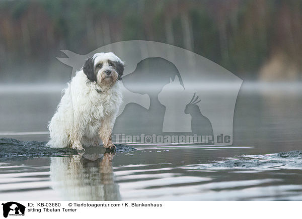 sitzender Tibet-Terrier / sitting Tibetan Terrier / KB-03680