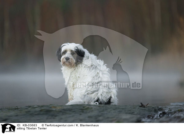 sitzender Tibet-Terrier / sitting Tibetan Terrier / KB-03683