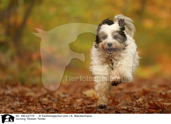 rennender Tibet-Terrier / running Tibetan Terrier / KB-03770