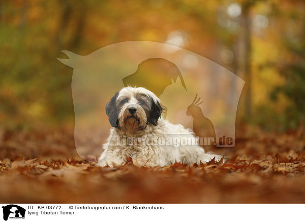 liegender Tibet-Terrier / lying Tibetan Terrier / KB-03772