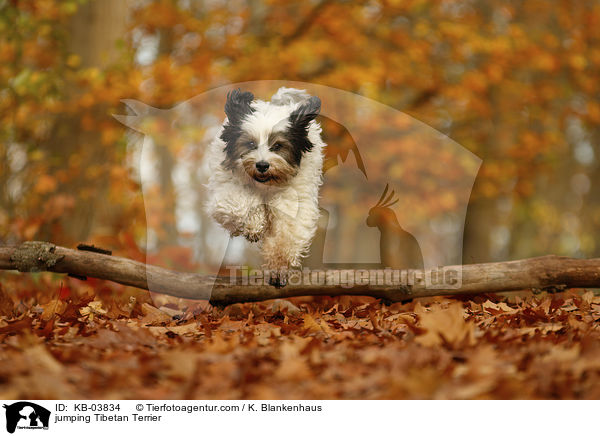 springender Tibet-Terrier / jumping Tibetan Terrier / KB-03834