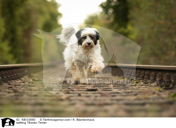 laufender Tibet-Terrier / walking Tibetan Terrier / KB-03880