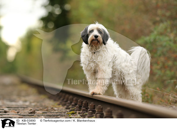 Tibet-Terrier / Tibetan Terrier / KB-03890