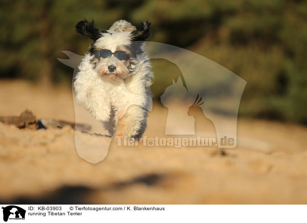 rennender Tibet-Terrier / running Tibetan Terrier / KB-03903