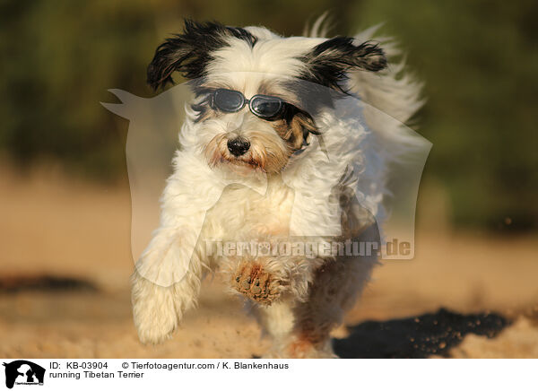 rennender Tibet-Terrier / running Tibetan Terrier / KB-03904