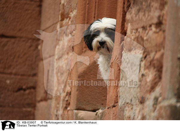 Tibet-Terrier Portrait / Tibetan Terrier Portrait / KB-03907