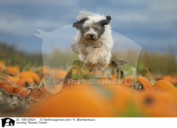 rennender Tibet-Terrier / running Tibetan Terrier / KB-03924