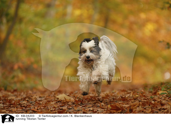 rennender Tibet-Terrier / running Tibetan Terrier / KB-04203