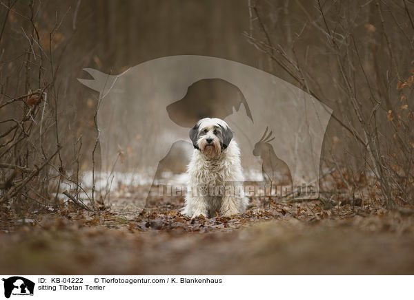 sitzender Tibet-Terrier / sitting Tibetan Terrier / KB-04222