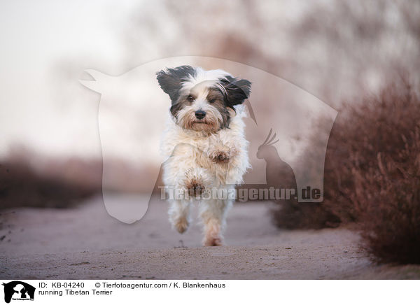 rennender Tibet-Terrier / running Tibetan Terrier / KB-04240