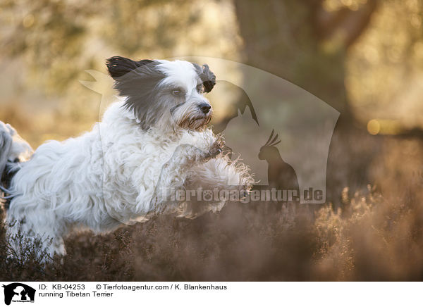 rennender Tibet-Terrier / running Tibetan Terrier / KB-04253