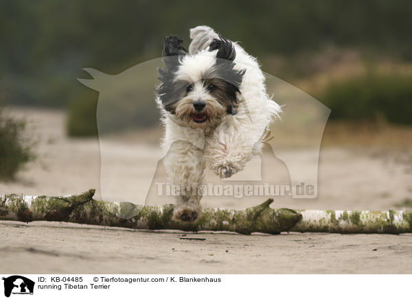 rennender Tibet-Terrier / running Tibetan Terrier / KB-04485
