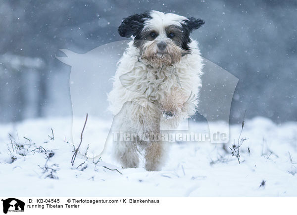 rennender Tibet-Terrier / running Tibetan Terrier / KB-04545