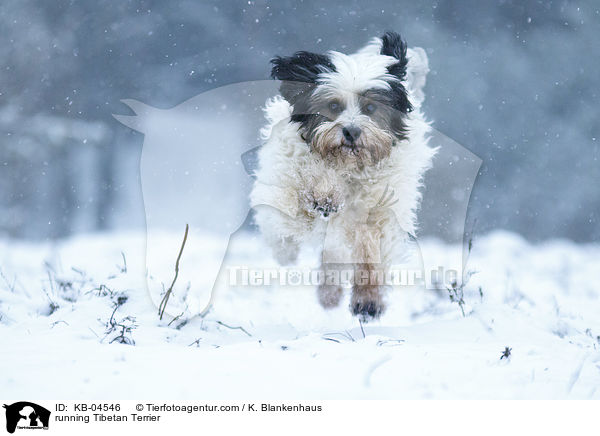 rennender Tibet-Terrier / running Tibetan Terrier / KB-04546