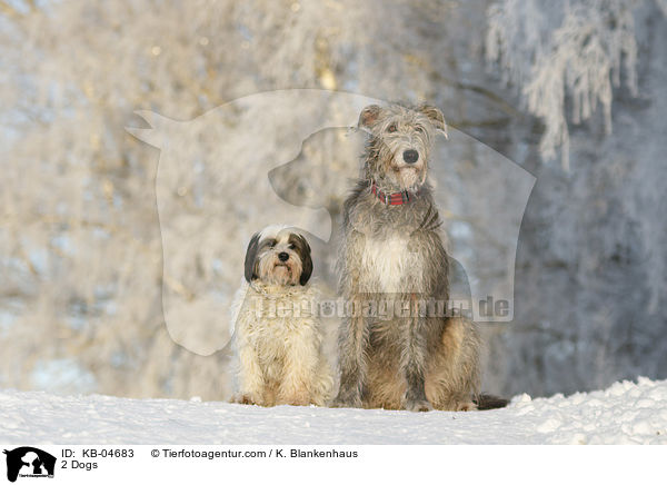 2 Hunde / 2 Dogs / KB-04683