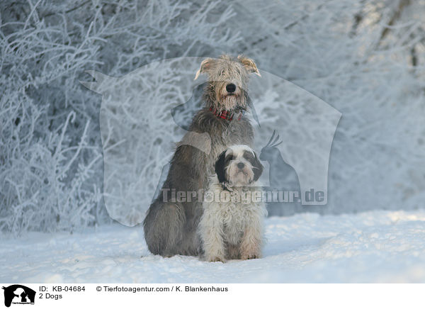 2 Hunde / 2 Dogs / KB-04684