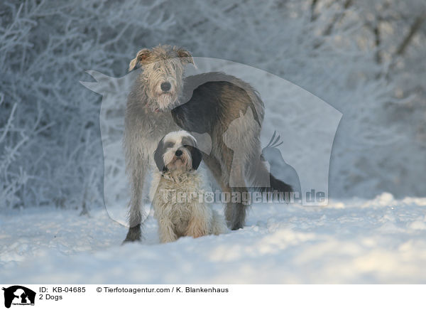2 Hunde / 2 Dogs / KB-04685