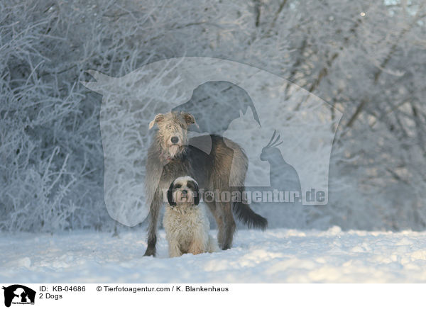 2 Hunde / 2 Dogs / KB-04686