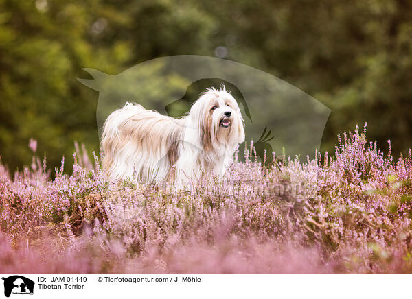 Tibet Terrier / Tibetan Terrier / JAM-01449