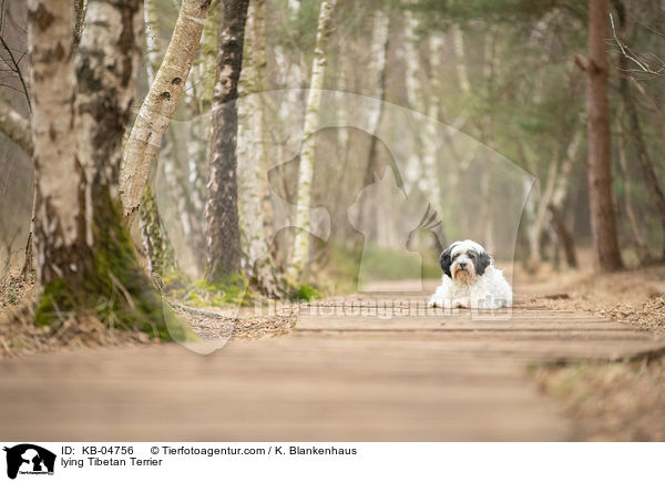 liegender Tibet-Terrier / lying Tibetan Terrier / KB-04756
