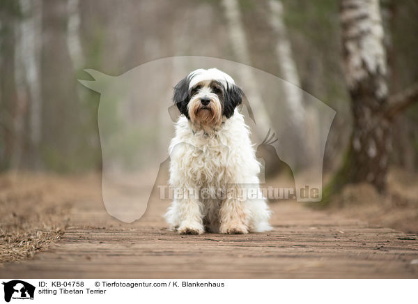sitzender Tibet-Terrier / sitting Tibetan Terrier / KB-04758